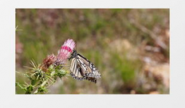花蝴蝶视频,探寻自然之美，感受生命律动